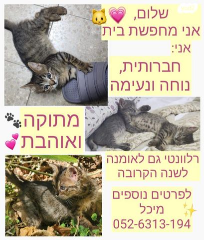 תמונת מודעה - חיות מחמד