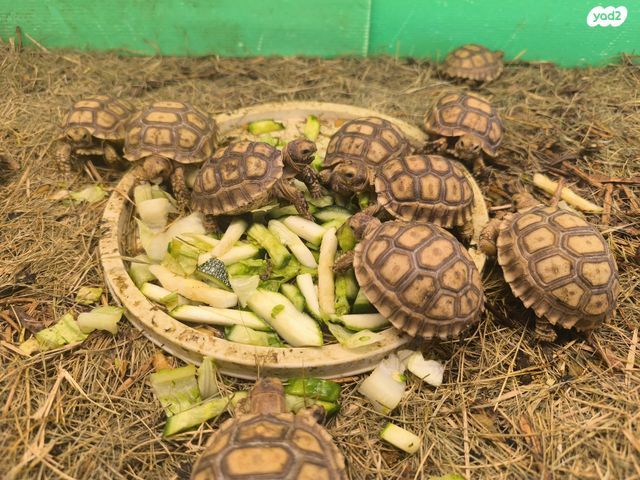 תמונת מודעה - חיות מחמד