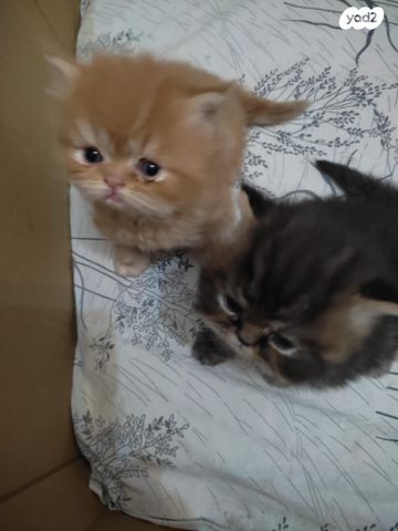 תמונת מודעה - חיות מחמד