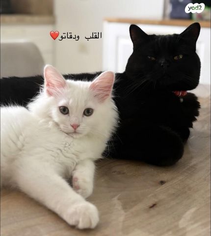 תמונת מודעה - חיות מחמד