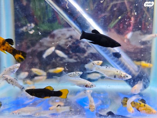 תמונת מודעה - חיות מחמד