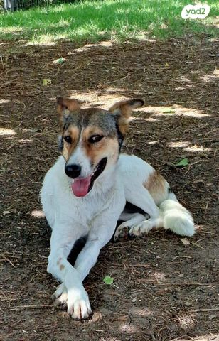 תמונת מודעה - חיות מחמד