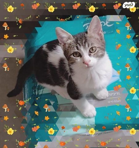 תמונת מודעה - חיות מחמד