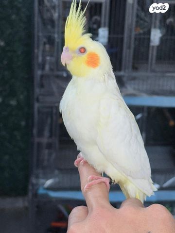 תמונת מודעה - חיות מחמד