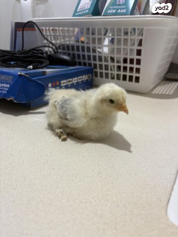 תמונת מודעה - חיות מחמד