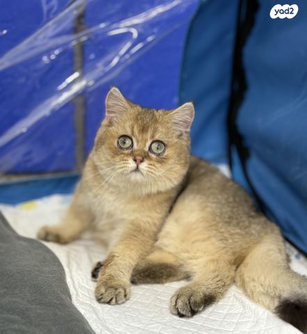 תמונת מודעה - חיות מחמד