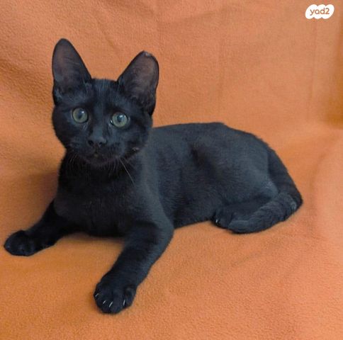 תמונת מודעה - חיות מחמד