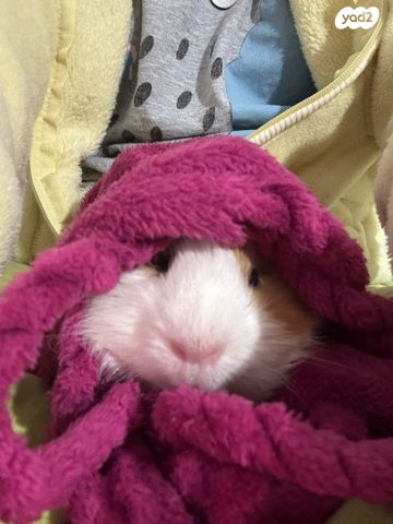 תמונת מודעה - חיות מחמד