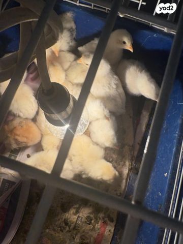 תמונת מודעה - חיות מחמד