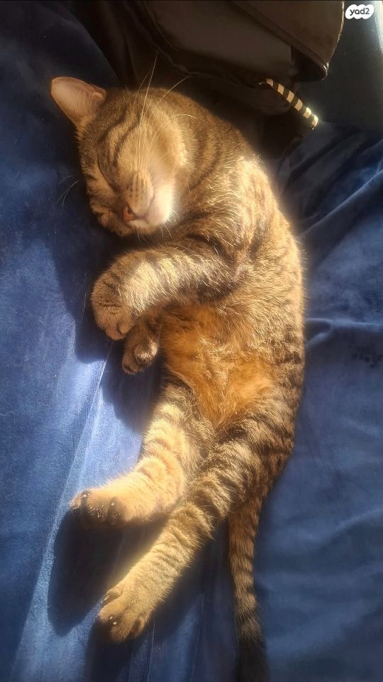 תמונת מודעה - חיות מחמד