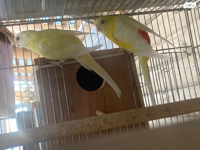 תמונת מודעה - חיות מחמד