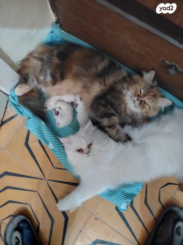 תמונת מודעה - חיות מחמד