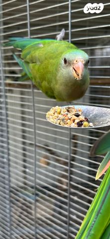 תמונת מודעה - חיות מחמד