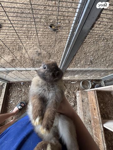 תמונת מודעה - חיות מחמד