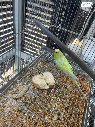 תמונת מודעה - חיות מחמד