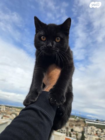 תמונת מודעה - חיות מחמד