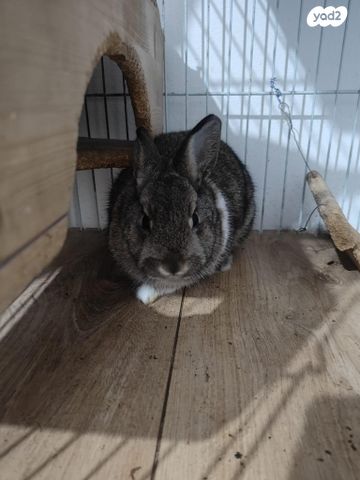 תמונת מודעה - חיות מחמד