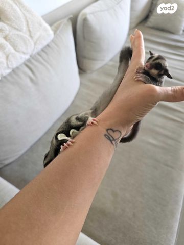 מכרסם סנאי מעופף \ שוגר