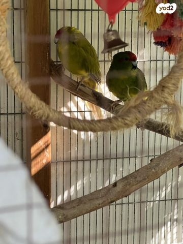 תמונת מודעה - חיות מחמד