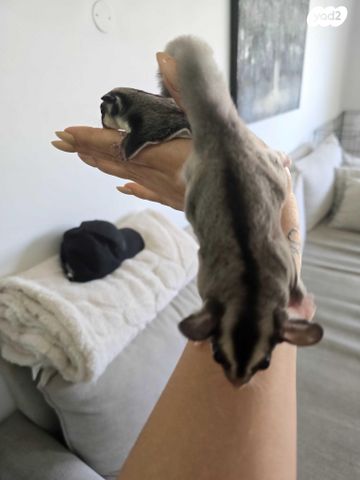 מכרסם סנאי מעופף \ שוגר