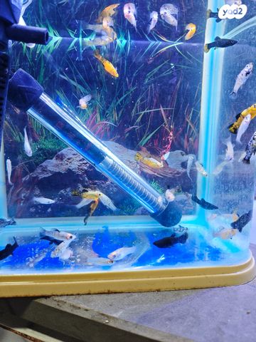 דג משריצי חיים