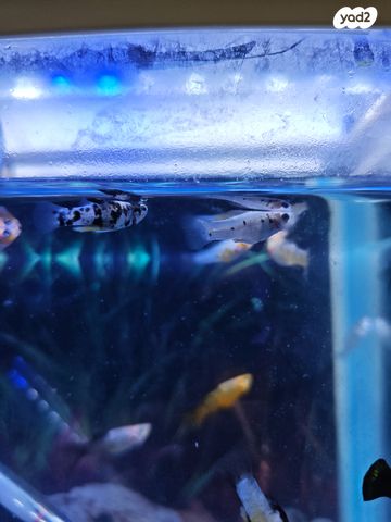 דג משריצי חיים