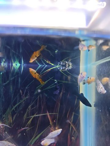 דג משריצי חיים