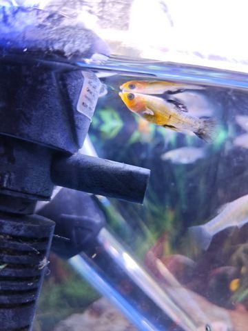 דג משריצי חיים