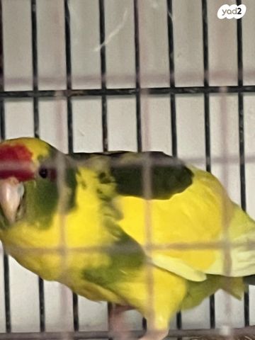 תוכי קאקריקים