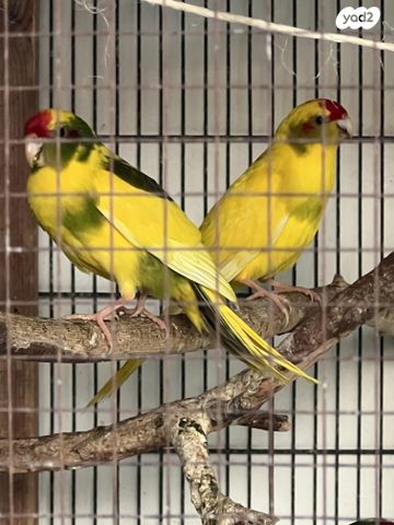 תוכי קאקריקים