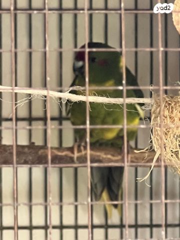 תוכי קאקריקים