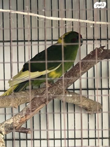 תוכי קאקריקים