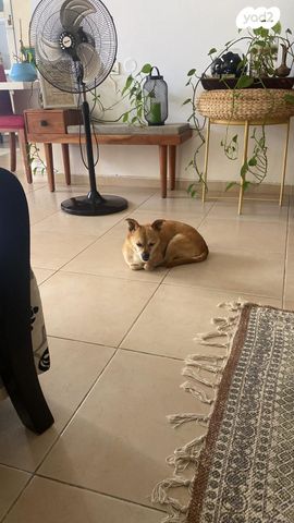 דירה, קפלן 28, עיר, מרכז העיר, נהריה