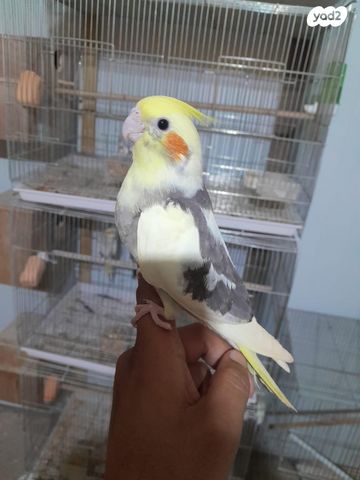 תוכי קוקוטייל