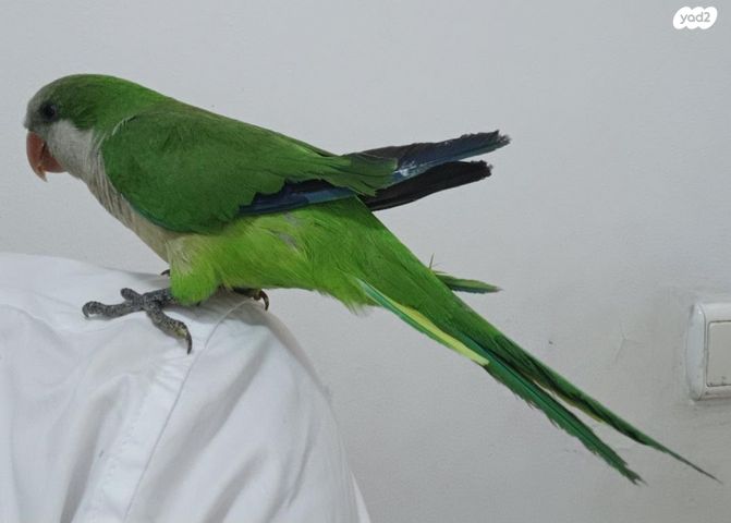 תוכי קוקוטייל