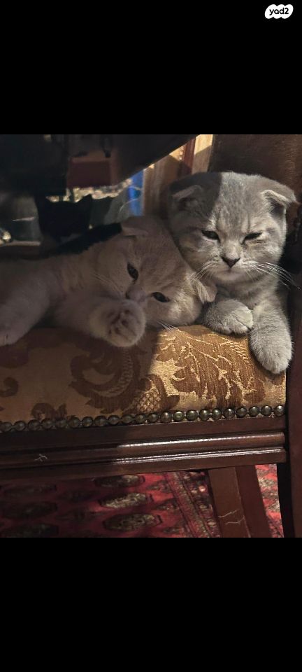 תמונת מודעה - חיות מחמד