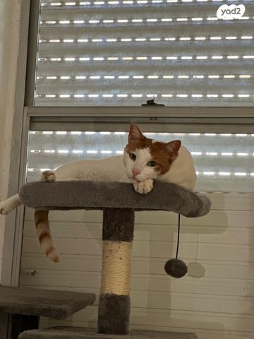 תמונת מודעה - חיות מחמד