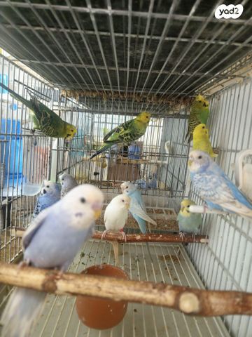 תמונת מודעה - חיות מחמד