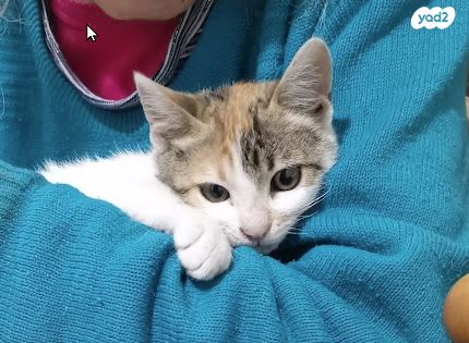 תמונת מודעה - חיות מחמד