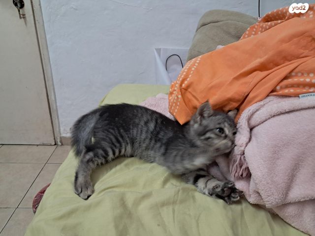 תמונת מודעה - חיות מחמד