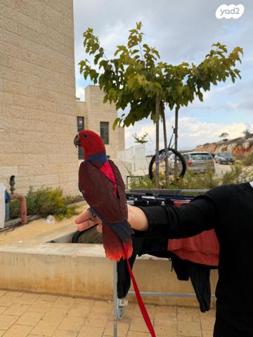 תמונת מודעה - חיות מחמד