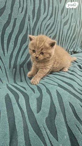 תמונת מודעה - חיות מחמד