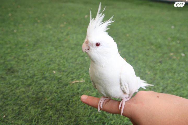 תמונת מודעה - חיות מחמד