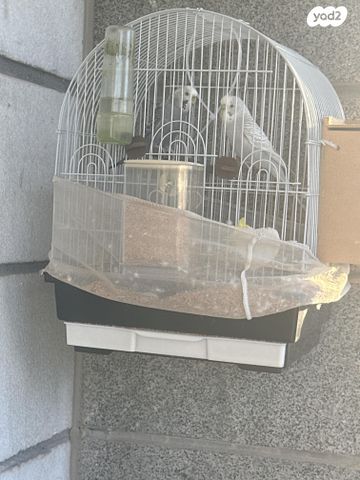 תמונת מודעה - חיות מחמד