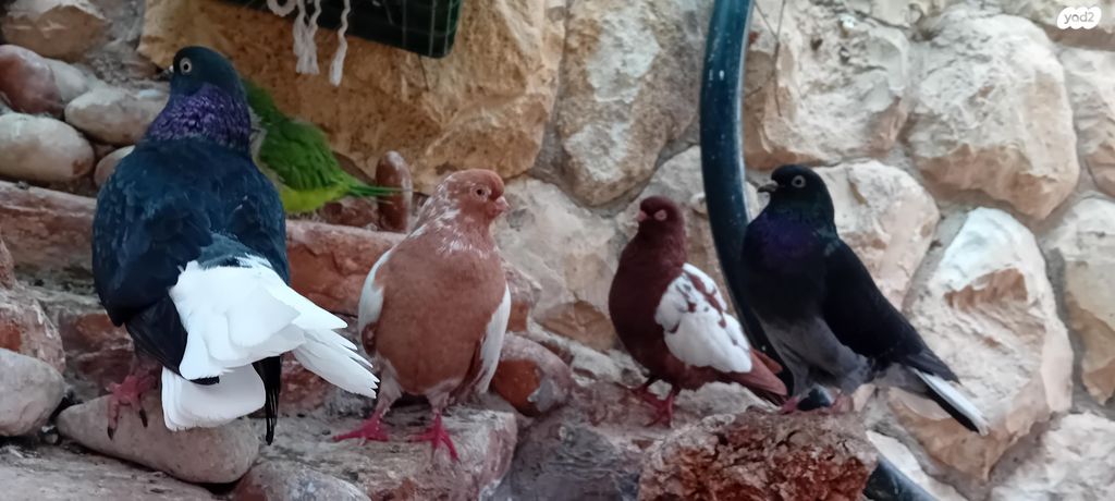 תמונת מודעה - חיות מחמד