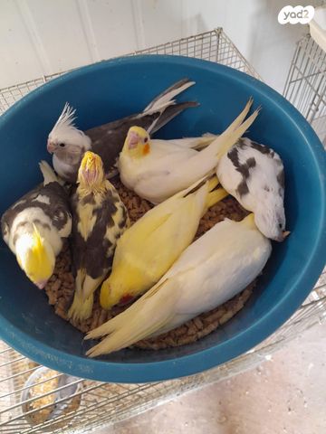 תמונת מודעה - חיות מחמד