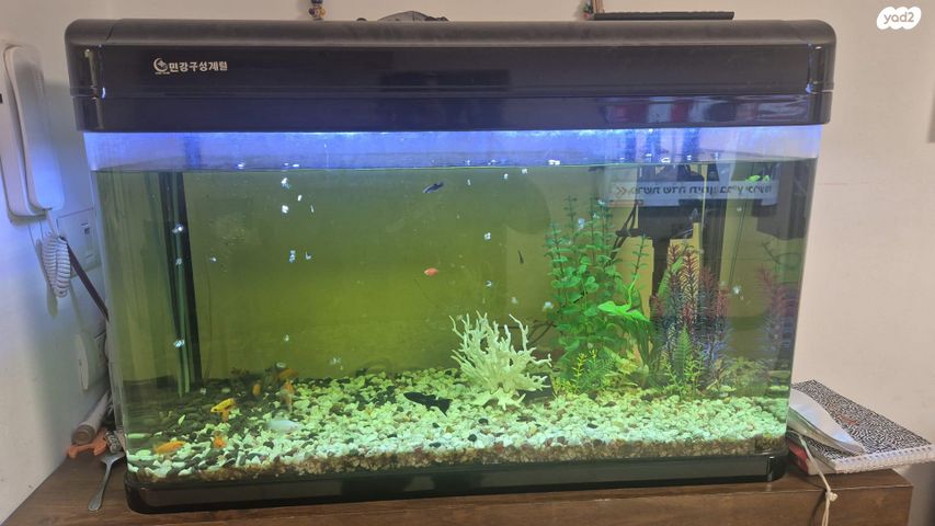 תמונת מודעה - חיות מחמד