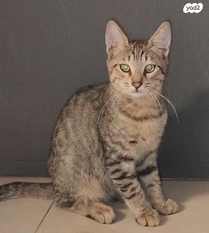 תמונת מודעה - חיות מחמד