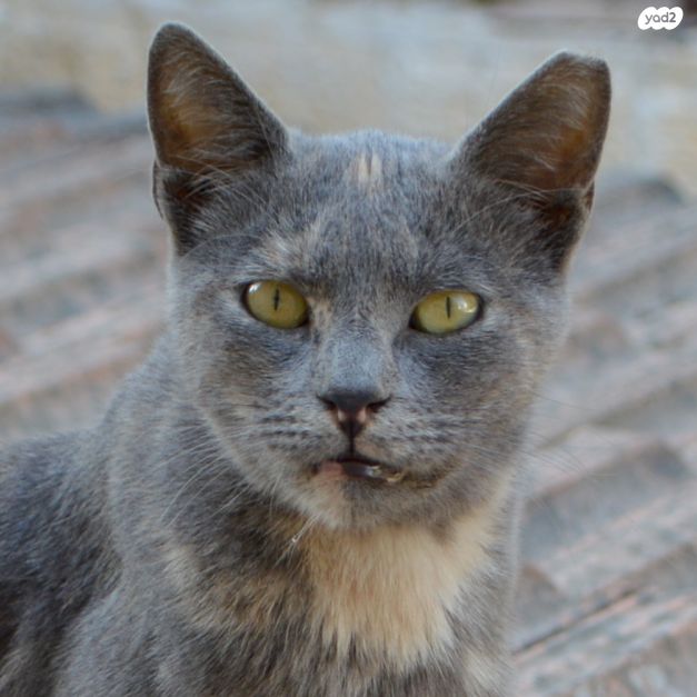 תמונת מודעה - חיות מחמד