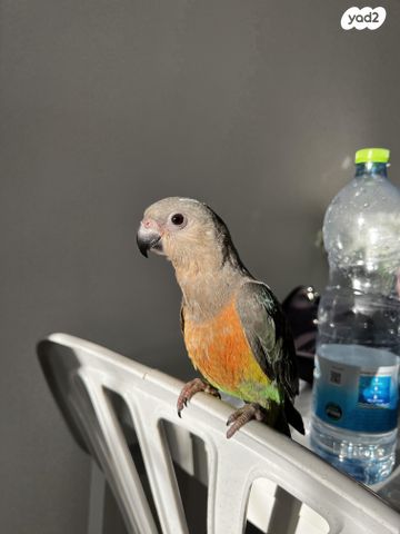 תמונת מודעה - חיות מחמד